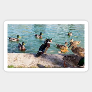 Angry Wood Duck Standing Next To A Pond With a Mallard Duck Flock Sticker